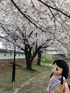 お玉と桜1.jpg